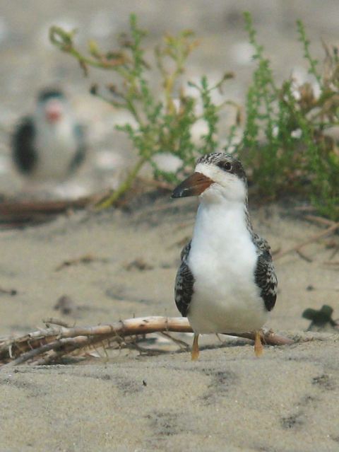 Black Skimmers